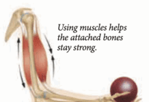 Strengthening Bone Health